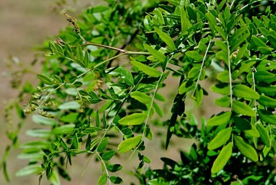 Gleditsia triacanthos 'Emerald Kascade' - dřezovec trojtrnný - letní listy